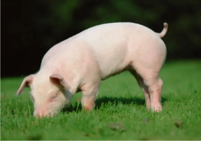 The Chinese Zodiac Culture 12- Pig symbol